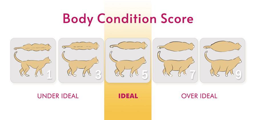 Cat-Body-Condition-Score---a-look-into-feline-obesity,-diagnosis-and-remedies---Top-Cat-Guide