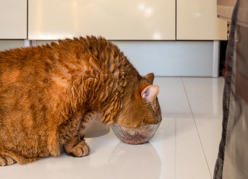 Is-my-cat-fat_-A-look-into-feline-obesity-diagnosis-and-remedies_1