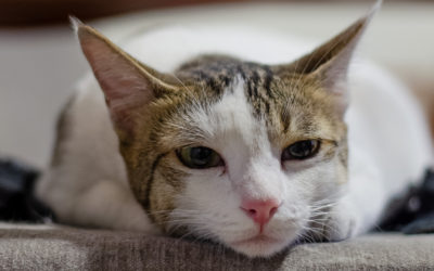 6 Ways to Help Sick Cats