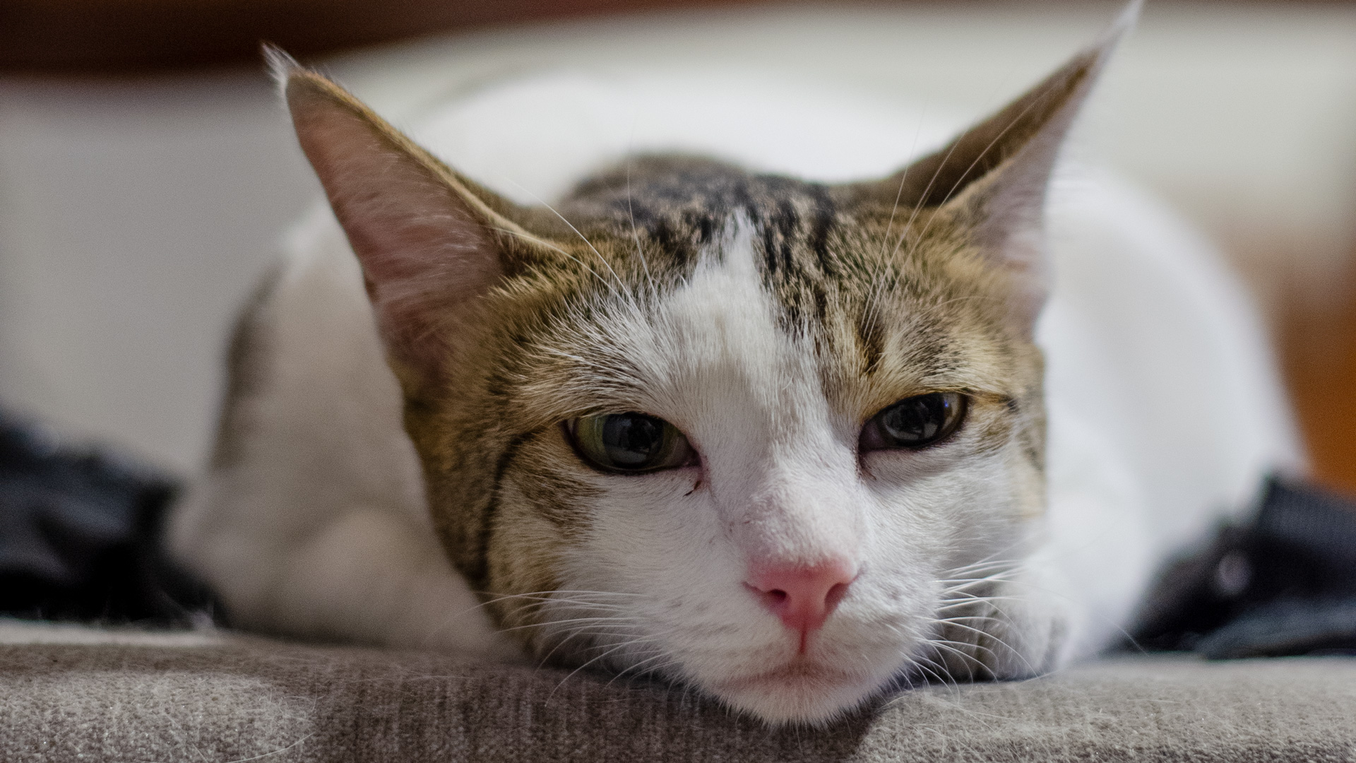 6 Ways to Help Sick Cats