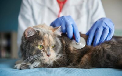 6 Most Dangerous Cat Diseases