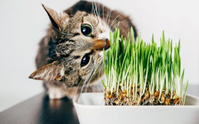 8 safe plants for cats to chew and eat