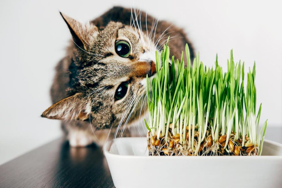 8 safe plants for cats to chew and eat | Top Cat Guide