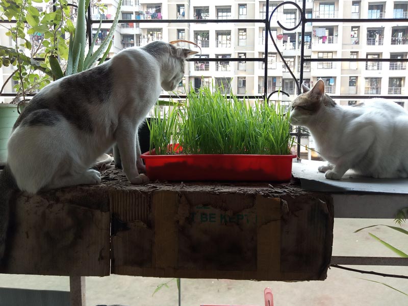 8-safe-plants-for-cats-to-chew-and-eat_