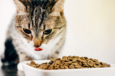 Top-Cat-Guide_Cat-Food-and-Nutrition_400px