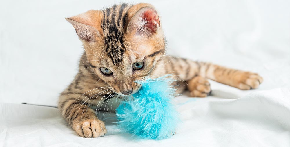 Cat-Toys-and-furniture-recommended-Cat-supplies