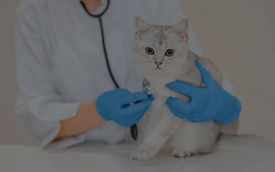 Kidney Disease in Cats: Post-Diagnosis Care