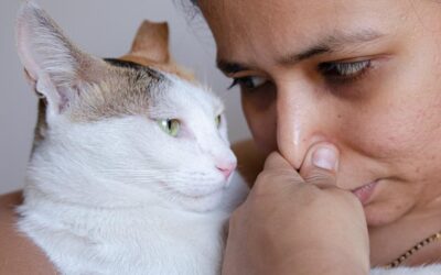 Why does my cat’s mouth stink? Decoding bad cat breath