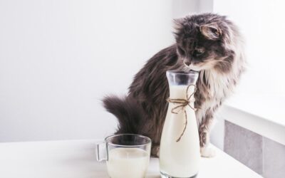 Is milk safe for cats? The cats and milk myth.