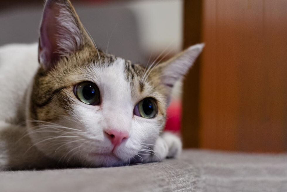 how to entertain cats while away
