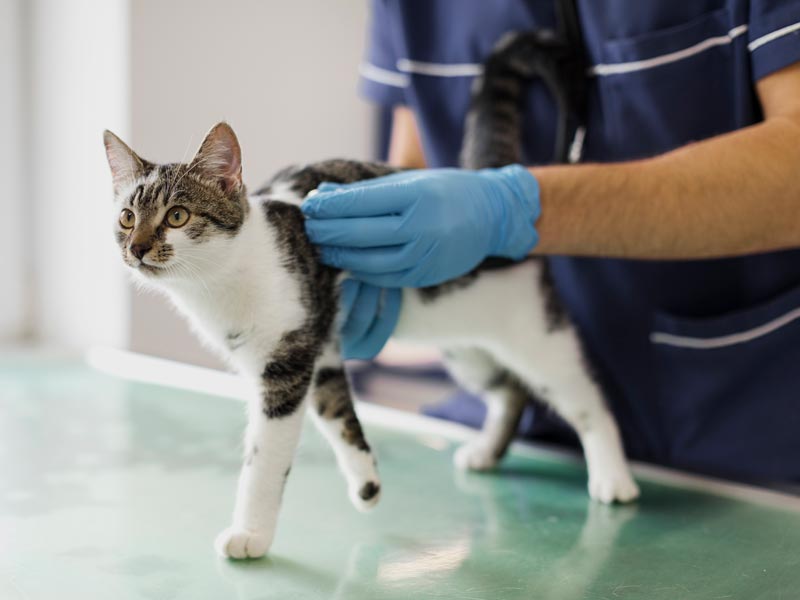 most-dangerous-cat-diseases