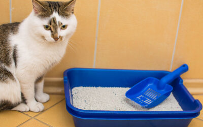 How to prevent litter box problems effectively