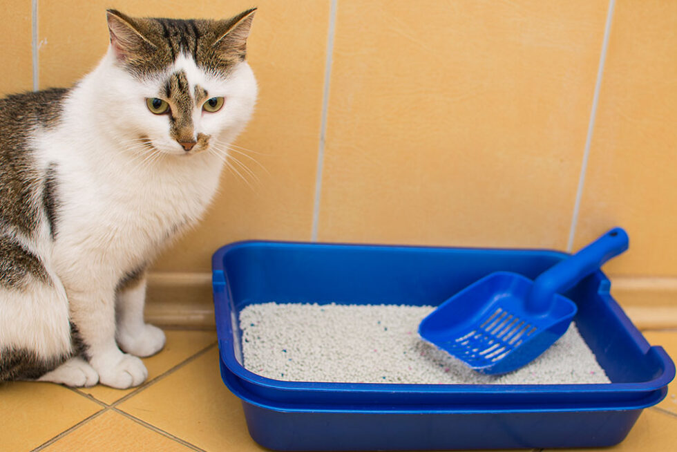 how-to-prevent-litter-box-problems-effectively-top-cat-guide