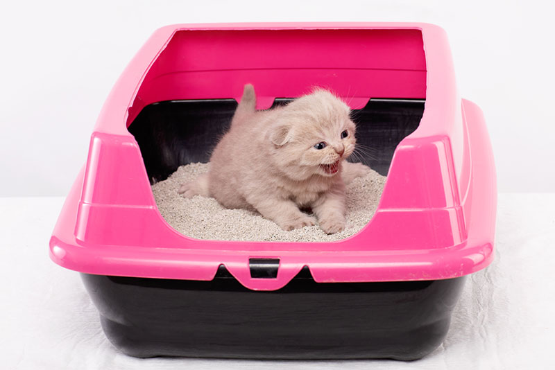 How-to-prevent-litter-box-problems_1