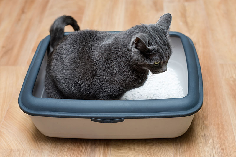 How-to-prevent-litter-box-problems_2