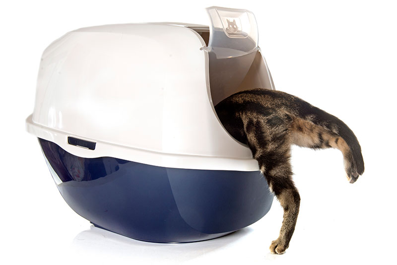 How to prevent litter box problems