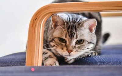 Laser Pointer for Cats: Frustration or Fun?