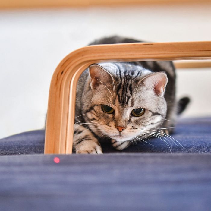 Laser Pointer for Cats