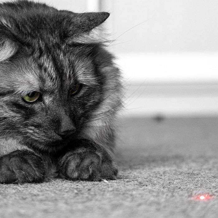 Laser Pointer for Cats