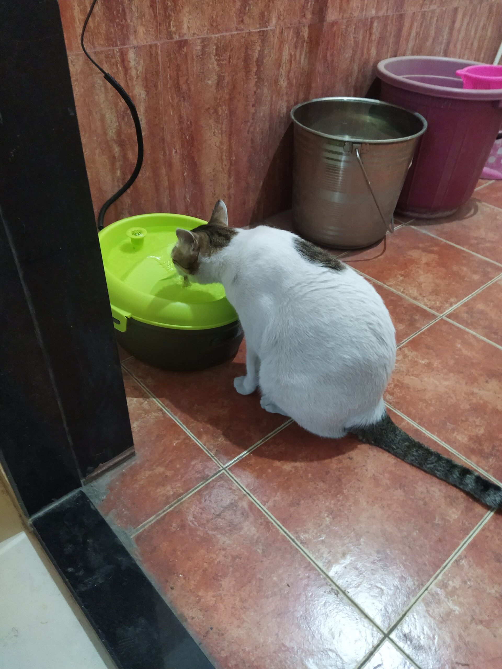 cat drinks water