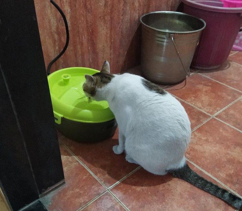 Goofy Tails Water Fountain for Cats