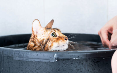 How to Bathe your  Cat Safely?