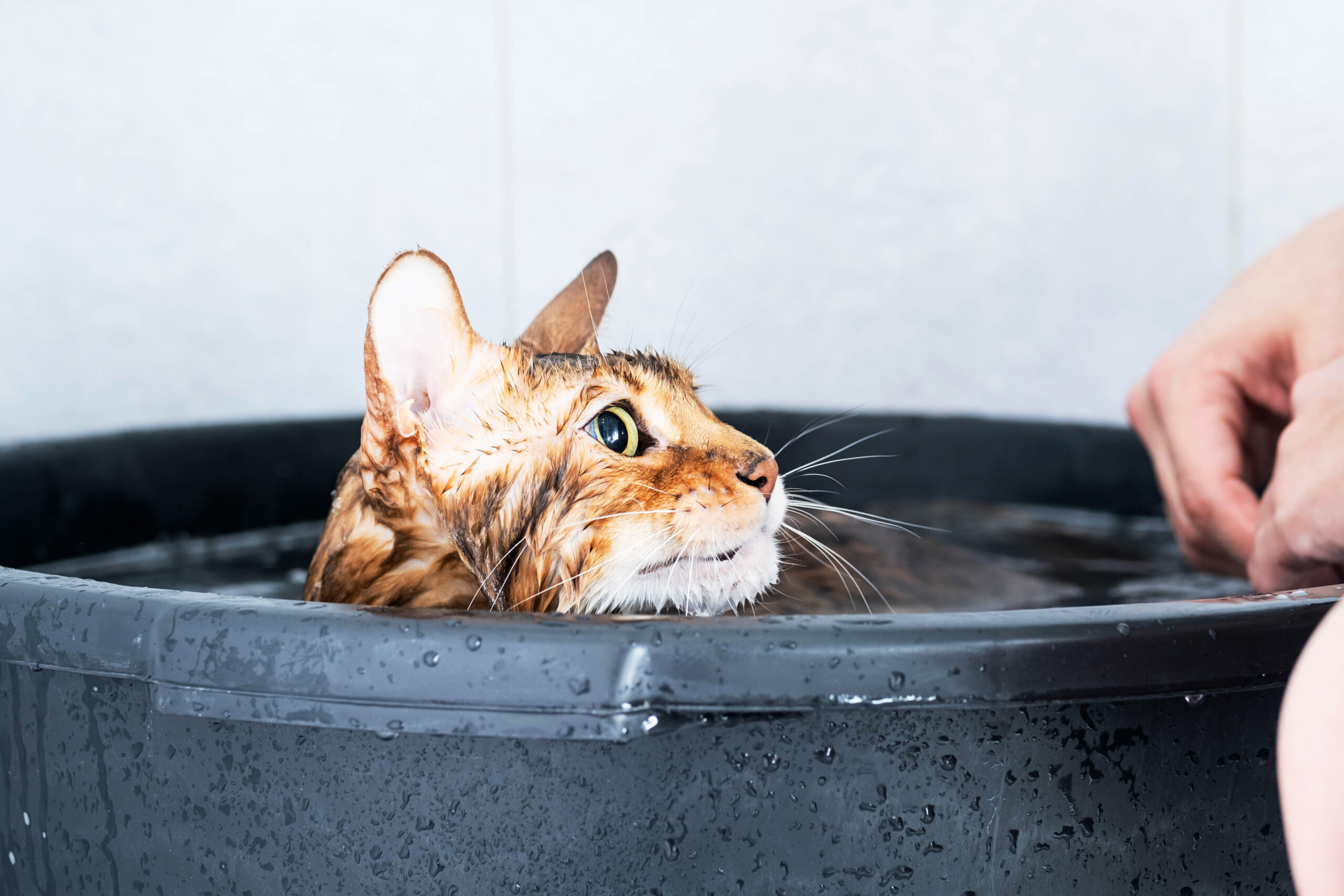 Bathe Your Cat Safely