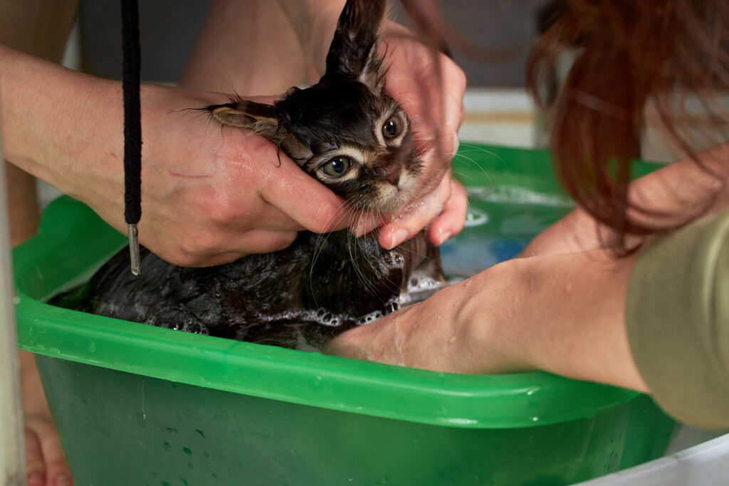 how to bathe a cat