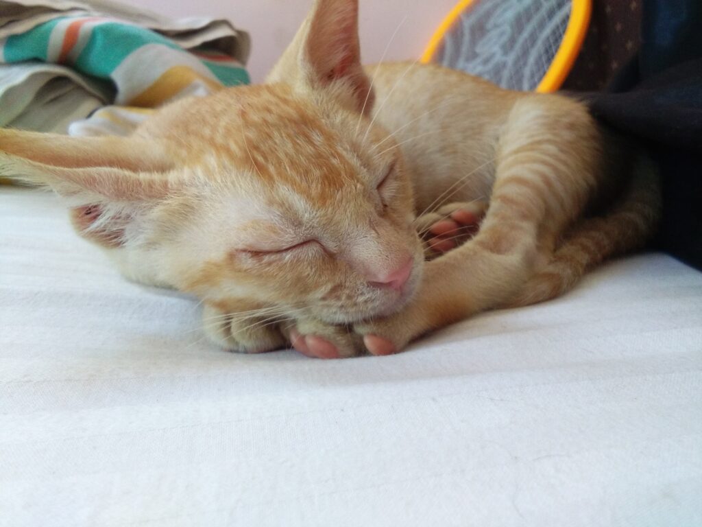 How to Train Your Cat to Let You Sleep at Night? | Top Cat Guide