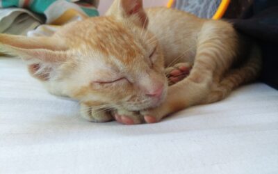 How to Train Your Cat to Let You Sleep at Night?