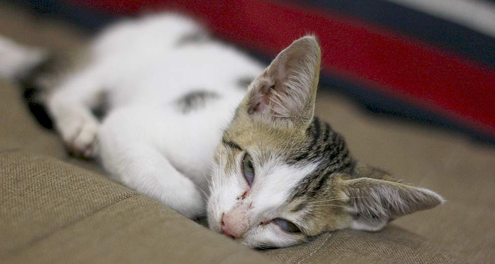 10 Warning Signs of Sickness in Cats