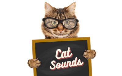 Cat Sounds: What Different Cat Meows Mean?