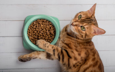 What, How Much, and How Often to Feed Cats