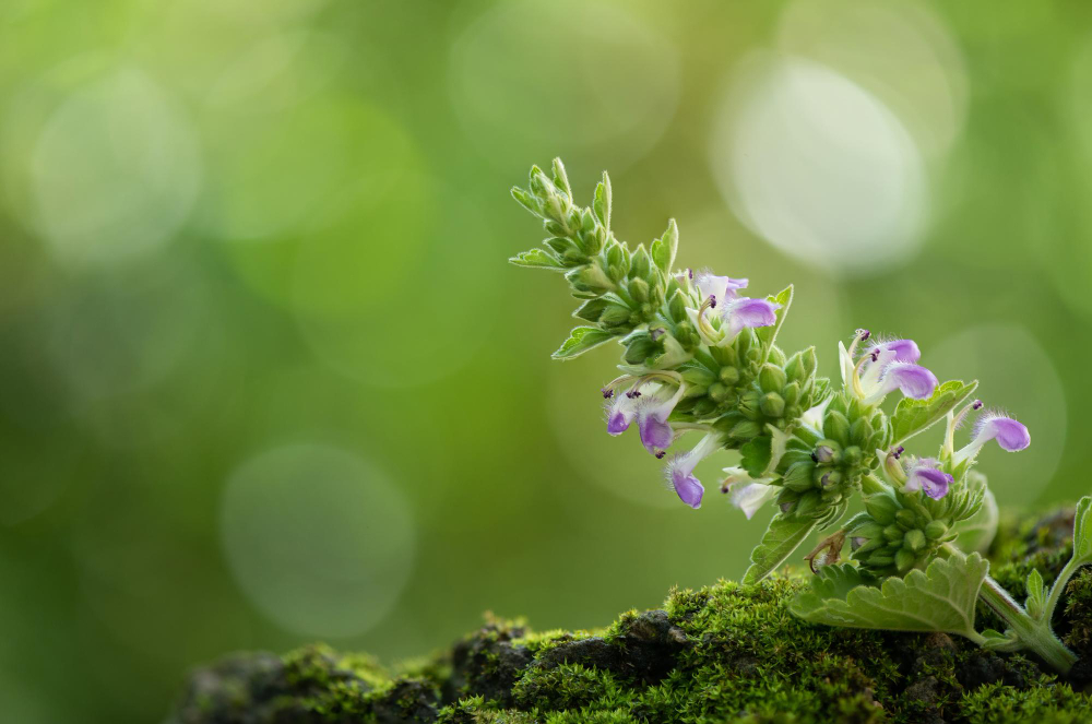 catnip for cats