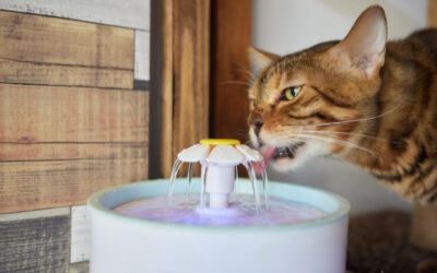 10 Amazing Tips to Help Your Cat Drink Enough Water