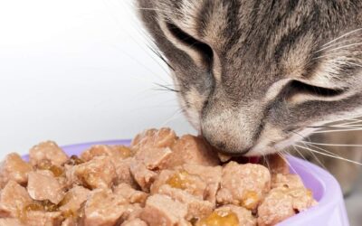 A 5-Minute Survey On Cat Nutrition And Activity