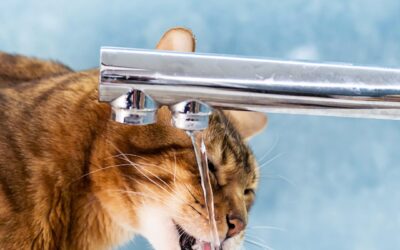 5 Effective Tips to Prevent Hyperthyroidism in Cats