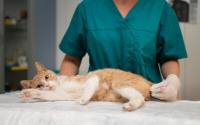 6 Effective Tips to Prevent Feline Herpes Virus