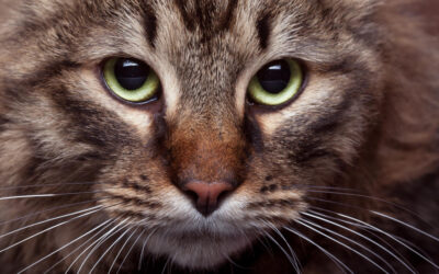 10 Dangerous Cat Myths Debunked