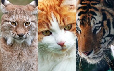 Wild Cats, Domestic Cats, Big Cats: 10 Fascinating Similarities