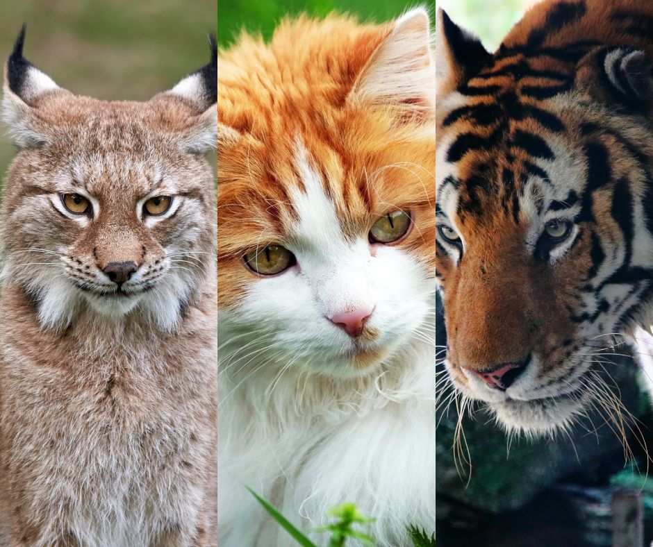 wild-cats-domestic-cats-big-cats-10-fascinating-similarities-top