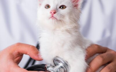 5 Effective Tips to Prevent Feline Tuberculosis