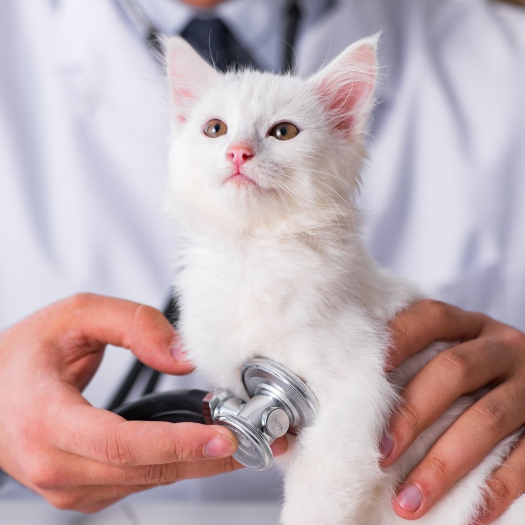 Feline Tuberculosis