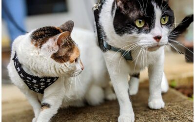 5 Tips on How to Live with Cats Harmoniously in Housing Societies