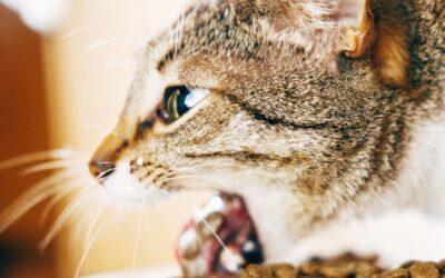 Why a Cat Vomits: Causes, Diagnosis and Prevention