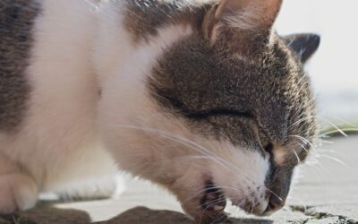 Cat Coughing 101: A Guide to Understanding Feline Asthma Care