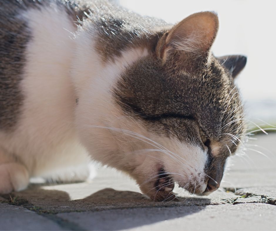 Cat Coughing