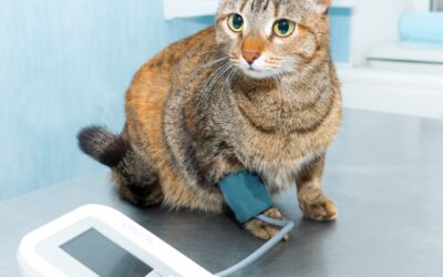 The Dangers of High Blood Pressure in Cats and 4 Preventive Tips