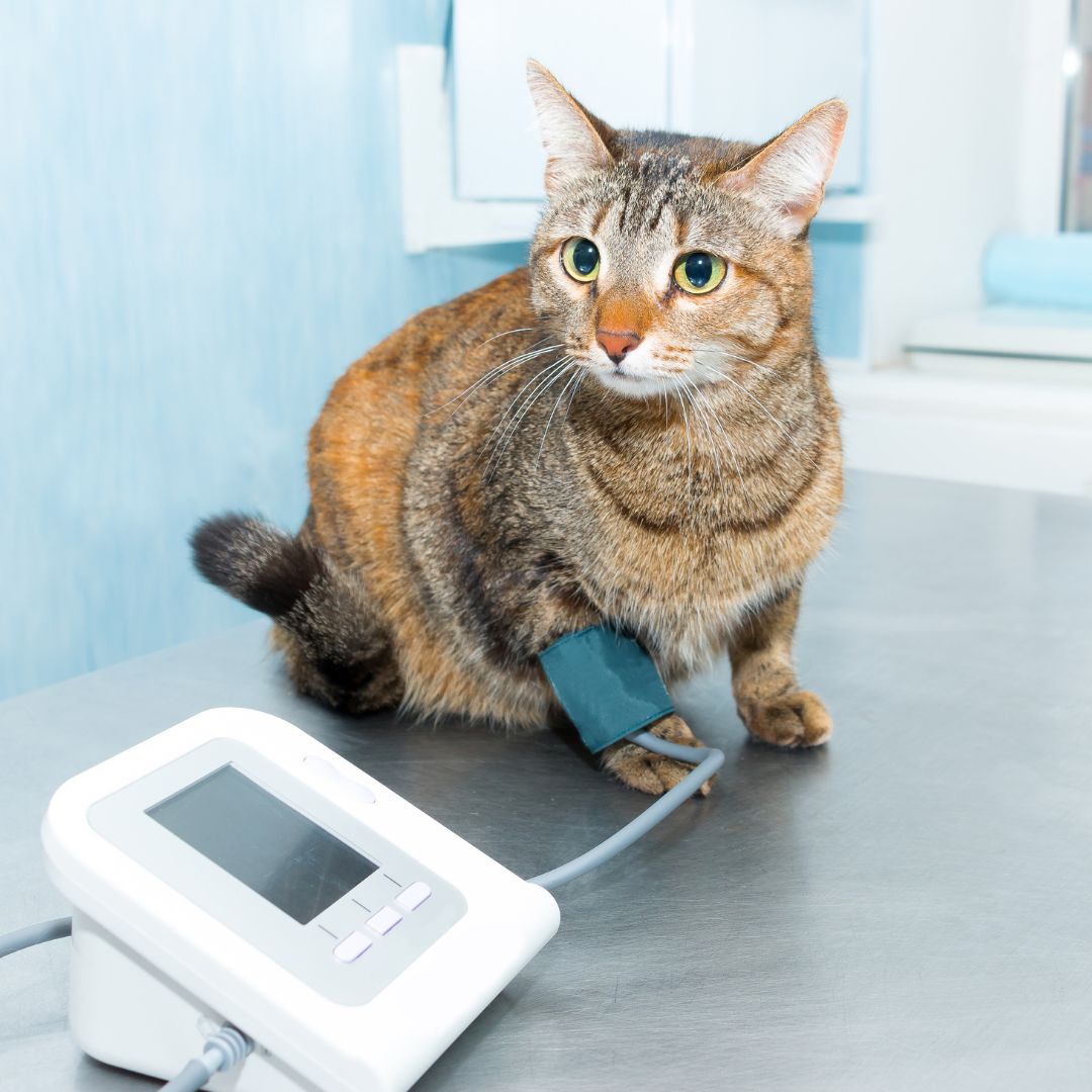 High blood pressure in cats