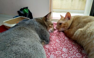 Is my cat fat? A look into feline obesity, diagnosis and remedies